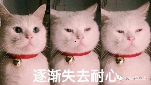 表情包猫咪吃瓜,猫咪吃瓜背后的趣味真相