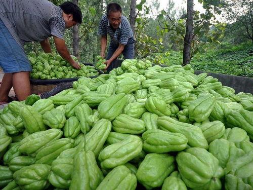 家种嫩瓜怎么吃,家常嫩瓜的多样美味探索