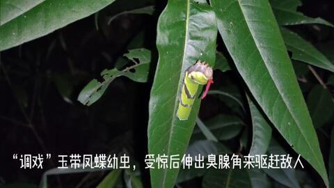 虫子吃幼瓜,揭秘瓜果成长中的隐形杀手