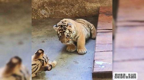 老虎并排吃瓜,探寻老虎与瓜果的奇妙邂逅