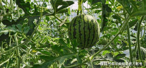 国家队大号吃瓜