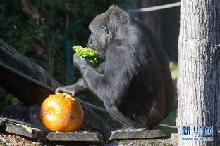 吃瓜成大猩猩,揭秘奇特的动物饮食之谜
